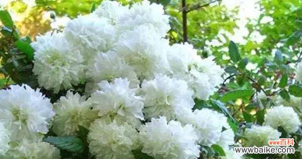 荼蘼花的意义与象征 荼蘼花的花语