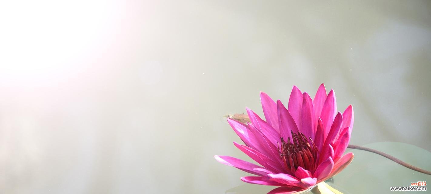 探秘睡莲的意义与象征 睡莲花语