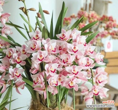 它的种种特征令人难以忘怀 大花蕙兰寓意深远