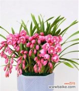 它的种种特征令人难以忘怀 大花蕙兰寓意深远