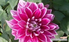 解读大丽花的花语及其背后的含义 大丽花花语的象征与寓意