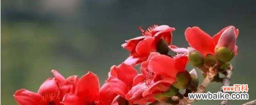 探寻暗恋的花语 心灵之花——暗恋的花语