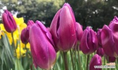 用花开的声音 花语