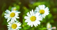 深情守护 代表暗恋与守护的花语