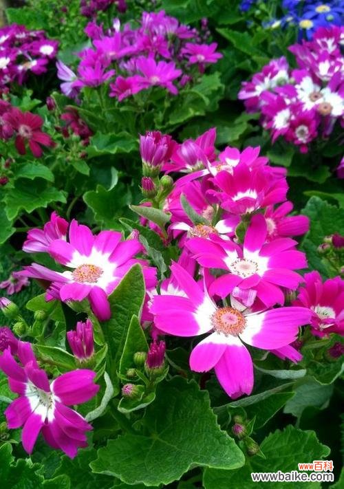 探索春天花海的奇妙世界 春天之美