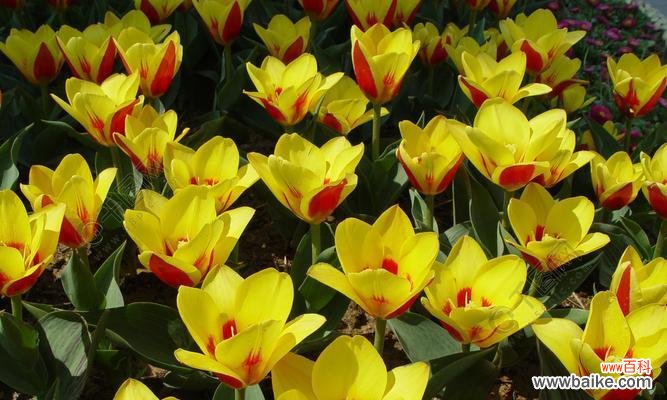 探索春天花海的奇妙世界 春天之美