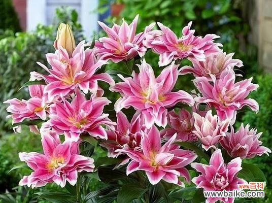 探索春天花海的奇妙世界 春天之美