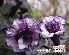 揭开花朵背后的神秘面纱 毁灭与重生