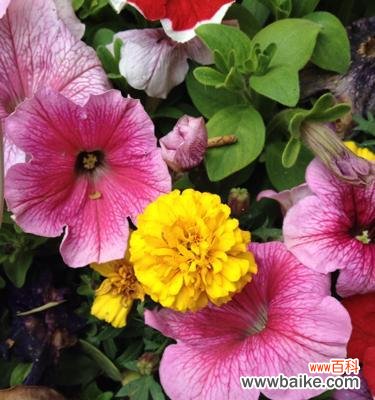 揭开花朵背后的神秘面纱 毁灭与重生