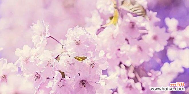 揭开花朵背后的神秘面纱 毁灭与重生