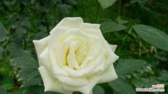 以代表死亡的花为主角 死亡花的暗示与象征——揭开植物世界的神秘面纱