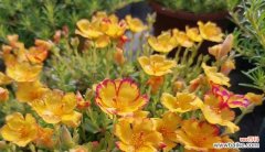 以代表夏天的花朵为主题的花卉盛宴 盛夏花朵的绚烂美丽