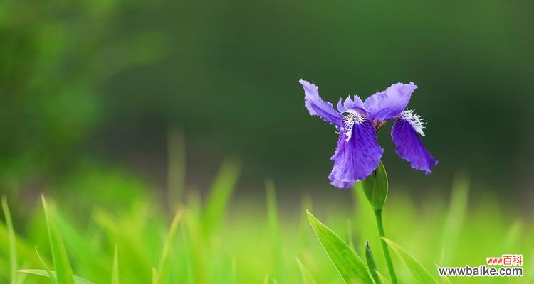用花语传递深厚的友情 友情花开,心灵相依