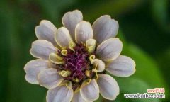 用花语传递深厚的友情 友情花开，心灵相依