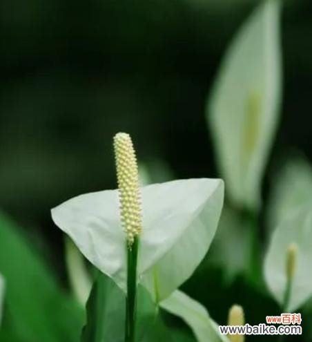 探寻友谊之花的象征意义和深刻内涵 友谊之花