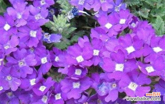 探寻友谊之花的象征意义和深刻内涵 友谊之花