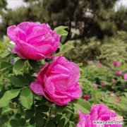 探索友情的花海 友谊之花