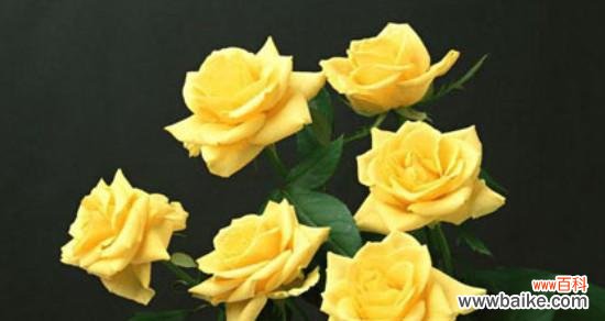 以红玫瑰为象征 用友情之花寄托真挚情感