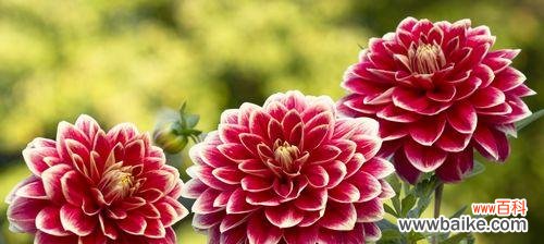 以红玫瑰为象征 用友情之花寄托真挚情感