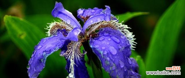 以红玫瑰为象征 用友情之花寄托真挚情感