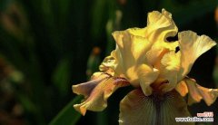 以花为媒 友情之花