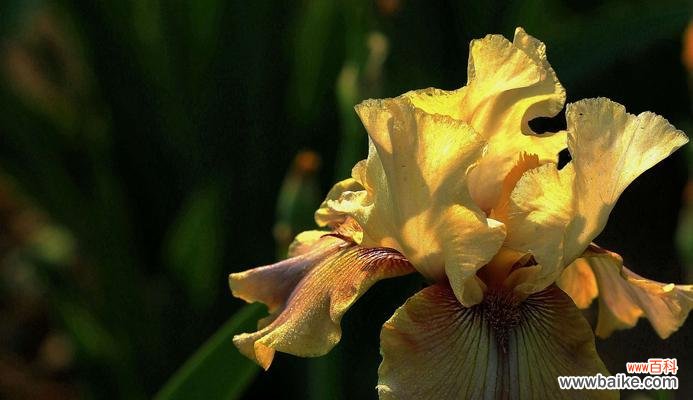 以花为媒 友情之花