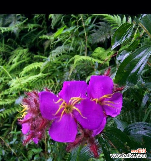 用花花演绎真挚友谊 花花,友情的象征