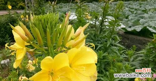 用花花演绎真挚友谊 花花,友情的象征