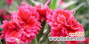 探寻友情之花的深刻含义 友情花开，永不凋零