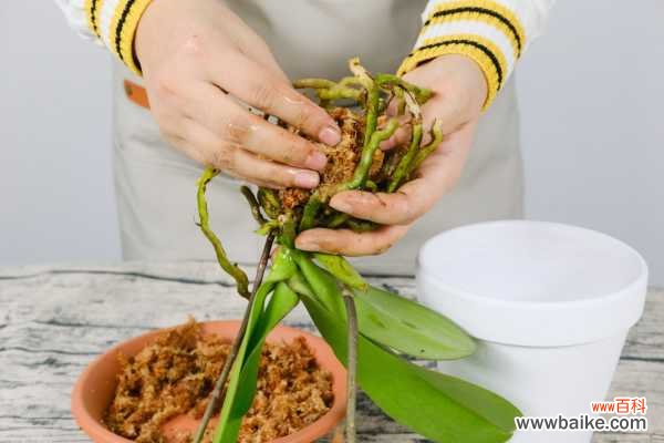 蝴蝶兰有哪些病虫害,病虫害用什么药