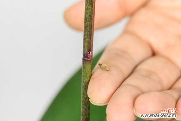 蝴蝶兰有哪些病虫害,病虫害用什么药