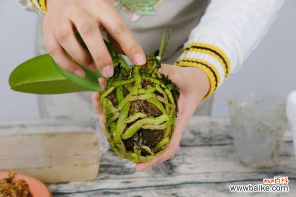 蝴蝶兰有哪些病虫害,病虫害用什么药