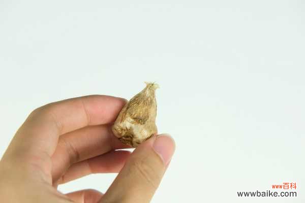 香雪兰烂根了怎么办