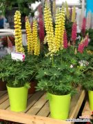 羽扇豆黄叶的原因和处理办法