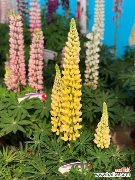 羽扇豆黄叶的原因和处理办法