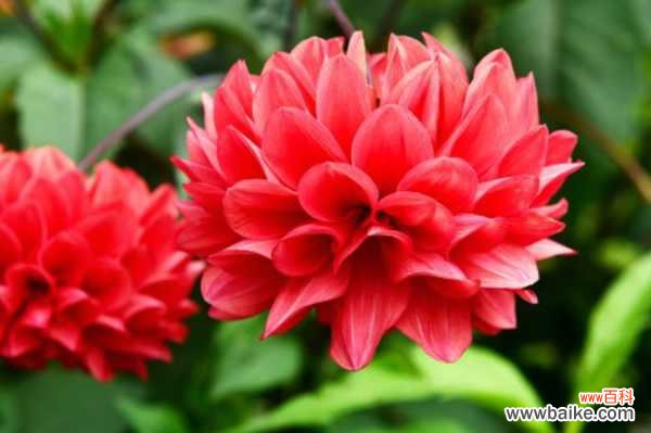 大丽花烂根要怎么办