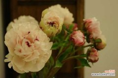 芍药病虫害的防治，芍药需要驱虫吗