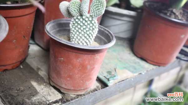 仙人掌烂根烂茎怎么办