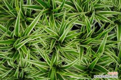 银边吊兰黄叶的原因和处理办法