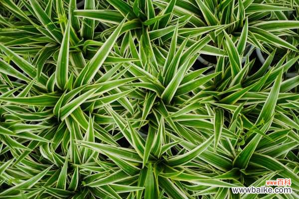 银边吊兰黄叶的原因和处理办法