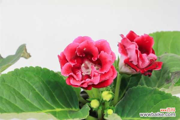 大岩桐烂球了怎么办