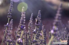 薰衣草常见病虫害，薰衣草长红蜘蛛