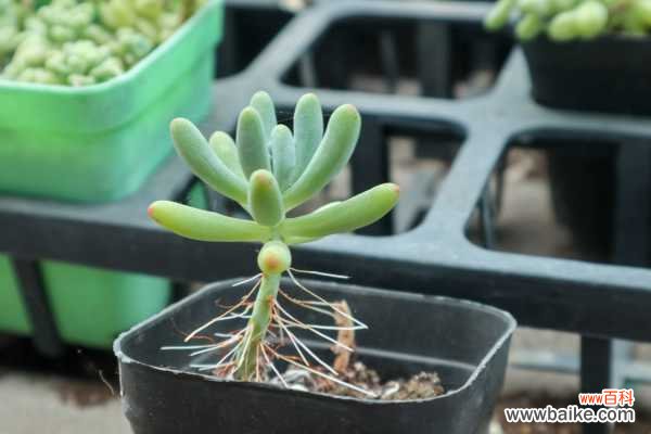 乙女心黄叶的原因和处理办法