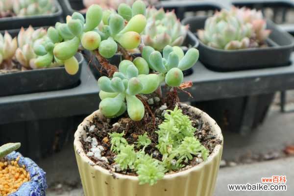 乙女心黄叶的原因和处理办法