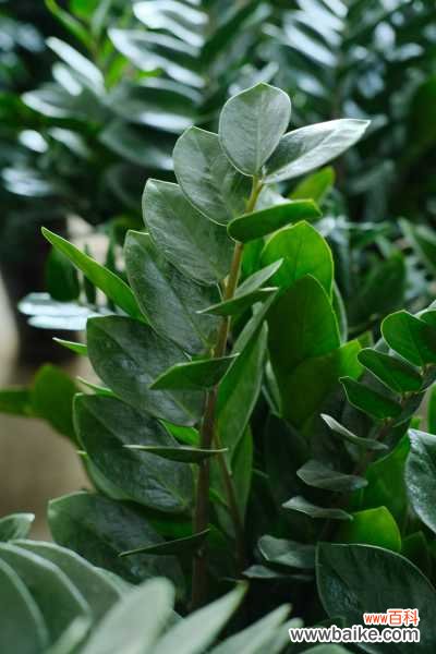 金钱树烂根怎么办