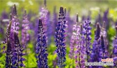 薰衣草花语大全及寓意是什么？如何解读各种薰衣草的含义？