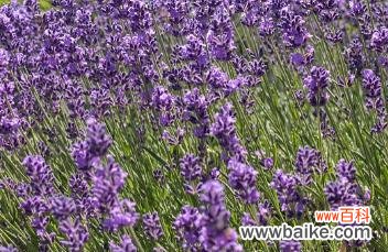 薰衣草花语是什么意思?关于薰衣草的传说有哪些?