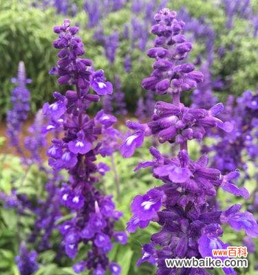 薰衣草花语是什么意思?关于薰衣草的传说有哪些?