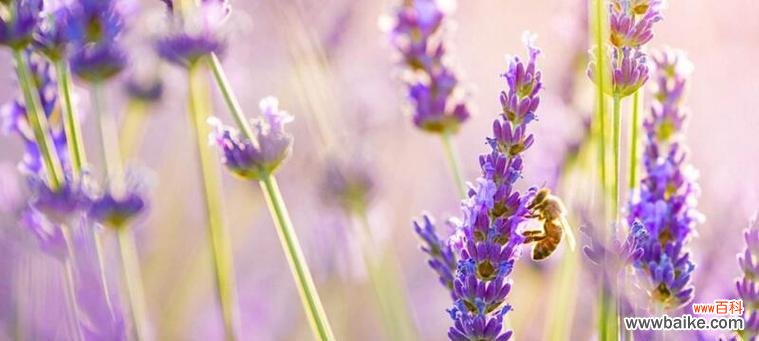 薰衣草花语是什么?如何用它表达爱意?