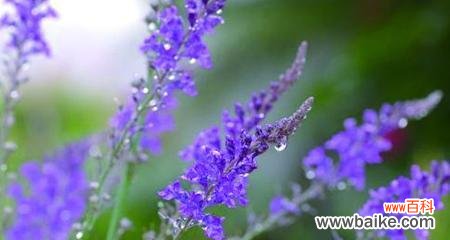 薰衣草花语是什么?如何用它表达爱意?